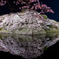 夜桜見参