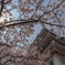 桜×太陽×城