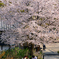 桜の木の下で