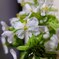台所で咲いた大根の花