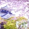 岡崎公園の桜