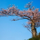老桜