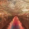 目黒川の桜並木