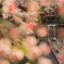 まんまる花桃