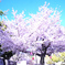 早朝　桜