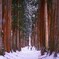 雪の参道