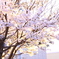 近所の桜