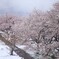 桜隠し