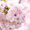 『ほんのり』