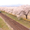 桜並木