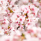 桜④