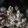 夜桜