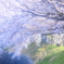 未来への期待と不安と桜