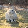 大久野島のうさぎ2
