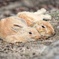 大久野島のうさぎ3