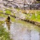 川越桜