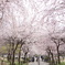 桜階段