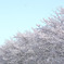 桜並木