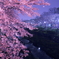 夜の山崎川