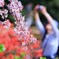 揺れる枝垂れ桜