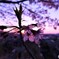 日の出と桜