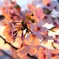 朝陽を浴びた桜