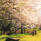 来年もまた、桜の季節に会いましょう