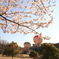 桜と熱気球