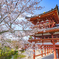 そうだ京都行こう2019-③