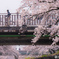 桜橋