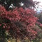 江崎晃貴　紅葉