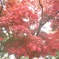 江崎晃貴　紅葉2