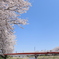 お花見日和