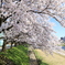 平成最後の桜
