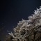 桜と星空