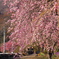 枝垂桜