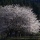 花冷えの朝に2