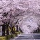 桜のトンネル