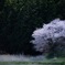 密かな桜