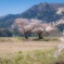 夫婦桜