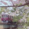 桜色 ❀ maroon