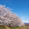 青い空、満開の桜、そして立山連峰