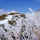 樹氷