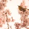 ソラを仰ぎ ❁
