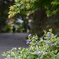 到津の森公園の花たち①