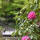 到津の森公園の花たち④