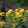 到津の森公園の花たち⑤