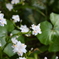 到津の森公園の花たち⑦