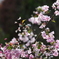 到津の森公園の花たち⑧
