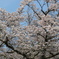 青、桜色